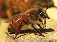Italian bee: Photograph courtesy of Wikipedia